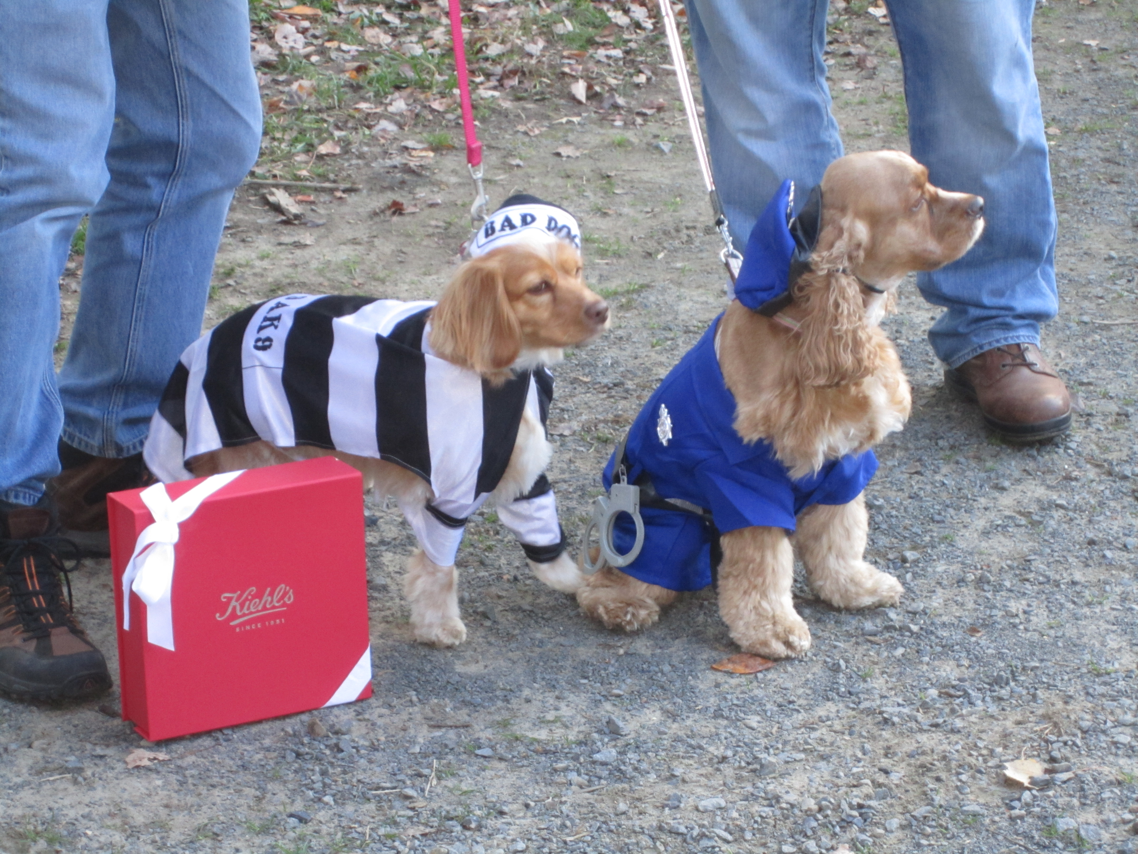 [Pooch Pix] HOWL-o-Ween’s Best Canine Costumes