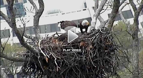 Watch a Local Bald Eagle Nest Live!