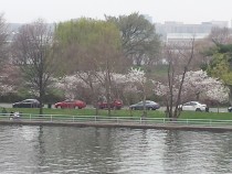 Blossoms by Boat!  Cruising for Cherry Blossoms on the Spirit of Washington