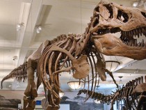 Natural History Museum’s Fossil Hall Gets First Ever Makeover