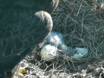 Two Baby Bald Eaglets!