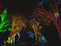 This Favorite DC Holiday Light Display is FREE Every Night