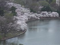 Introducing #BloomCam: Virtually Visit DC’s Cherry Blossoms