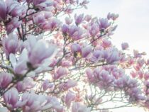 Cherry Blossom Fest Cancels Parade 2021, Promotes New Virtual 5K