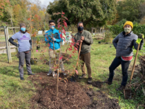DC Plantings Contribute to the vitafusion Fruit Tree Project