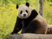 Pandas Are Returning! Bao Bao’s Son Is Coming to Visit DC
