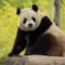 Pandas Are Returning! Bao Bao’s Son Is Coming to Visit