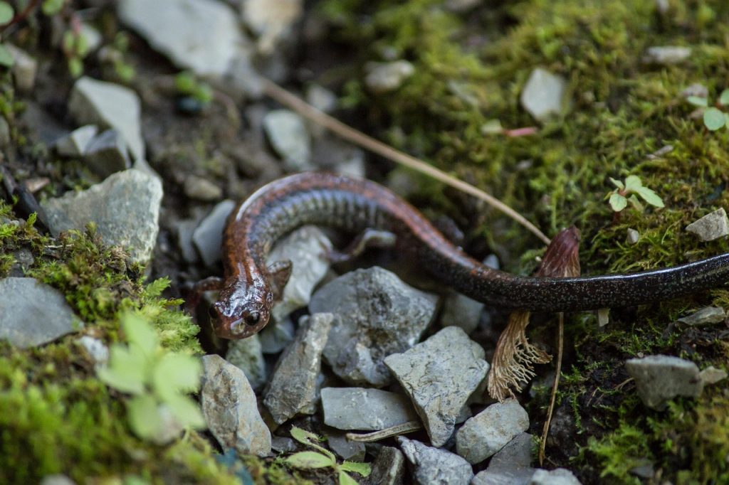 newt-2784067_1280