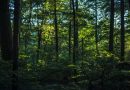 thick-lush-green-forest