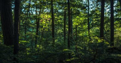 thick-lush-green-forest