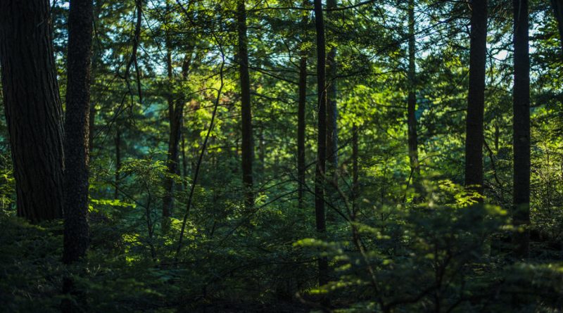 thick-lush-green-forest