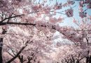 Horizontal picture of cherry blossom trees